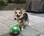 Small Pembroke Welsh Corgi