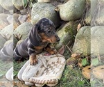 Theo - Male Dachshund Puppy for Sale - Photo #4