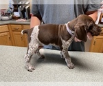 Small #16 German Shorthaired Pointer