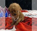 Small #29 Poodle (Toy)