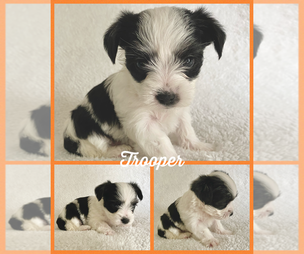 Medium Photo #1 Morkie Puppy For Sale in BONNIEVILLE, KY, USA
