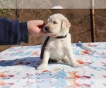Small Photo #5 Goldendoodle Puppy For Sale in UNION CITY, TN, USA