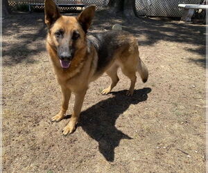 German Shepherd Dog-Unknown Mix Dogs for adoption in La Verne, CA, USA