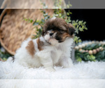 Small #2 Shih Tzu