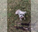 Small Photo #1 Schnauzer (Miniature) Puppy For Sale in TROY, MO, USA
