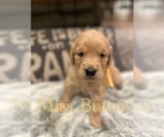 Puppy Miss Butter Golden Retriever