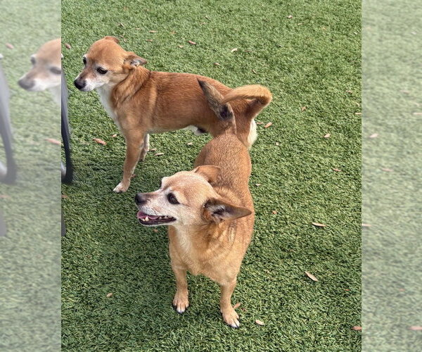 Medium Photo #1 Chihuahua-Unknown Mix Puppy For Sale in oakland, FL, USA