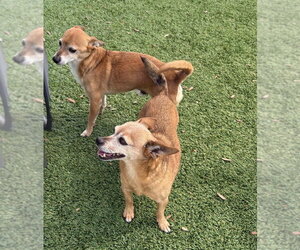 Chihuahua-Unknown Mix Dogs for adoption in oakland, FL, USA