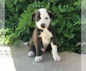 American Pit Bull Terrier-Huskimo Mix Puppy for sale in CLINT, TX, USA