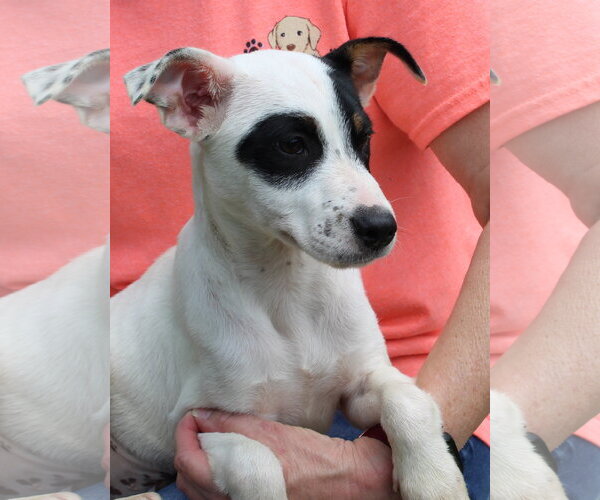 Medium Photo #3 Labrador Retriever-Unknown Mix Puppy For Sale in Prattville, AL, USA