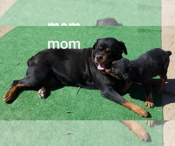 Medium Photo #1 Rottweiler Puppy For Sale in VICTORVILLE, CA, USA