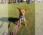 Wink - Female Chihuahua-Unknown Mix Dog for Adoption - Small photo