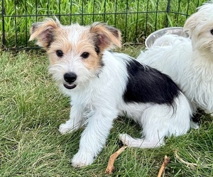 Morkie Puppy for sale in ROCK VALLEY, IA, USA