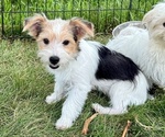 Image preview for Ad Listing. Nickname: Charlie