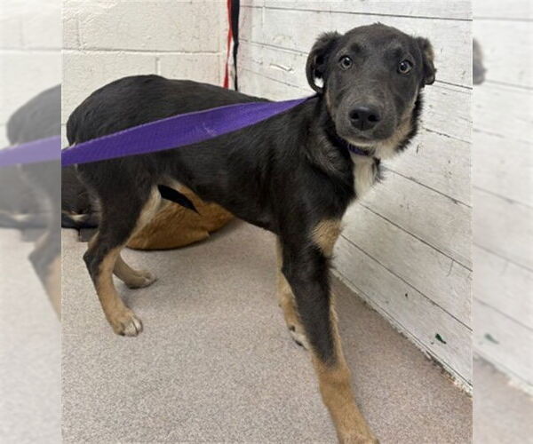 Medium Photo #1 German Shepherd Dog-Unknown Mix Puppy For Sale in San Bernardino, CA, USA