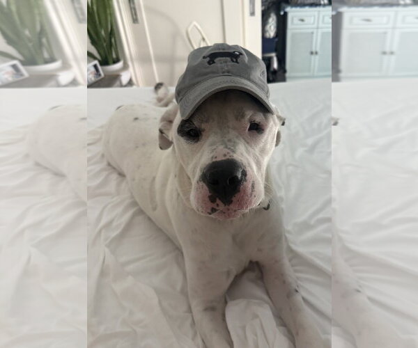 Medium Photo #4 American Bulldog-Argentinian Mastiff Mix Puppy For Sale in Lighthouse Point, FL, USA
