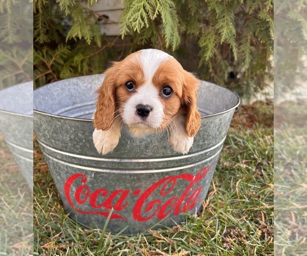 Medium Photo #4 Cavalier King Charles Spaniel Puppy For Sale in MIDDLEBURY, IN, USA