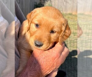 Golden Retriever Puppy for Sale in LAMAR, Colorado USA