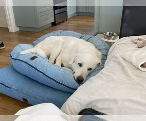 Darby - Male Great Pyrenees Dog for Adoption - Photo #5