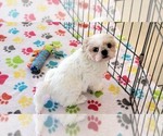 Small #7 Shih Tzu