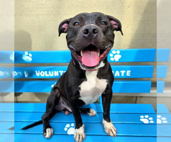 Medium Photo #1 Mutt Puppy For Sale in Long Beach, CA, USA