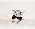 Puppy Yu Chihuahua