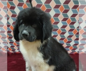 Newfoundland Puppy for Sale in BERESFORD, South Dakota USA