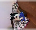 Small Photo #4 Labrador Retriever-Staffordshire Bull Terrier Mix Puppy For Sale in Ball Ground, GA, USA
