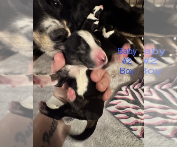 Medium Photo #6 Border-Aussie Puppy For Sale in MADRID, IA, USA