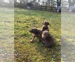 Small #19 Doberman Pinscher