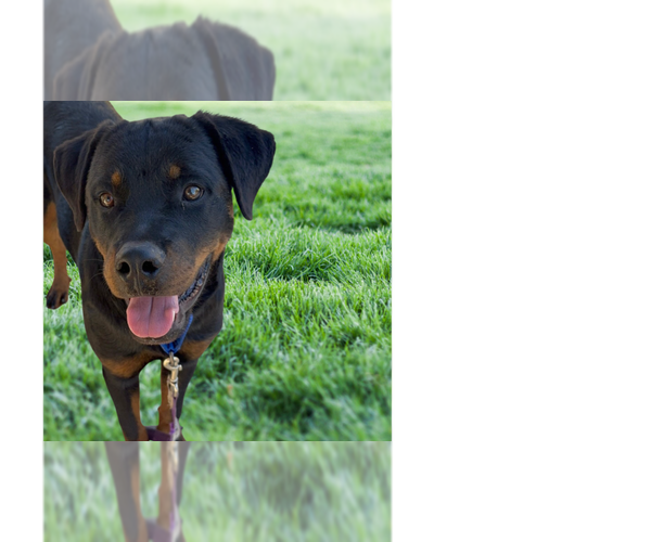 Medium Photo #9 Rottweiler Puppy For Sale in Gilbert, AZ, USA