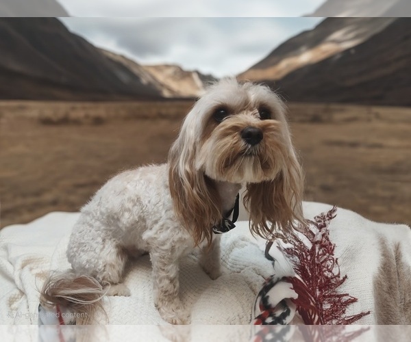 Medium Photo #1 Cavapoo (Toy) Puppy For Sale in BEDFORD, IA, USA