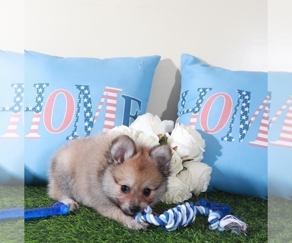 Medium Photo #4 Pomeranian Puppy For Sale in MOUNT VERNON, OH, USA