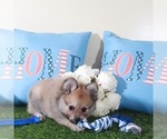 Small #3 Pomeranian