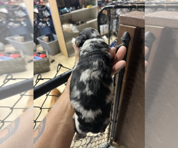 Medium Photo #2 Dachshund Puppy For Sale in WHITE OAK, GA, USA