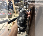Small #1 Dachshund