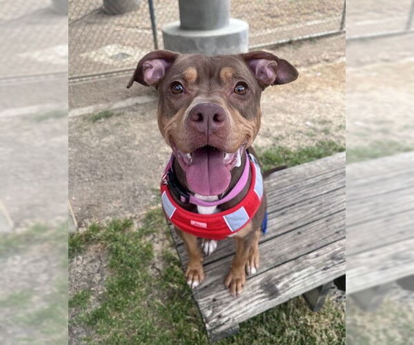 Medium Photo #2 Mutt Puppy For Sale in Plano, TX, USA