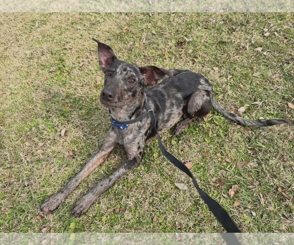 Medium Photo #4 Catahoula Leopard Dog-Unknown Mix Puppy For Sale in Woodbury, NY, USA