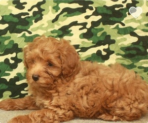Poodle (Toy) Puppy for sale in SHAWNEE, OK, USA
