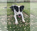Small #1 American Pit Bull Terrier-American Staffordshire Terrier Mix