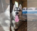 Small #1 Siberian Husky