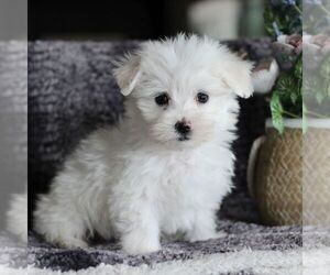 Maltese Puppy for sale in GORDONVILLE, PA, USA