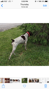 Medium Photo #1 German Shorthaired Pointer Puppy For Sale in GEORGETOWN, KY, USA