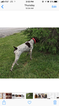 Small Photo #1 German Shorthaired Pointer Puppy For Sale in GEORGETOWN, KY, USA