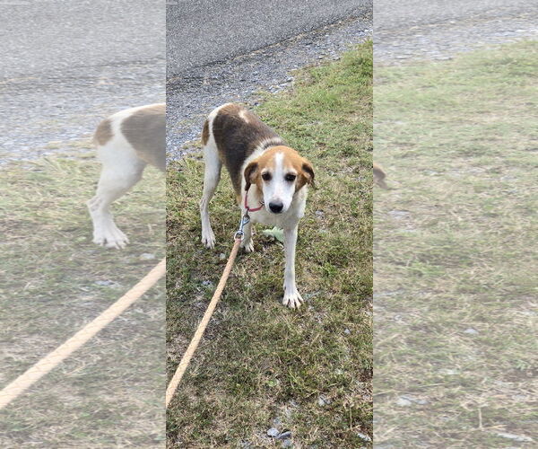 Medium Photo #5 Beagle-Unknown Mix Puppy For Sale in Rustburg, VA, USA