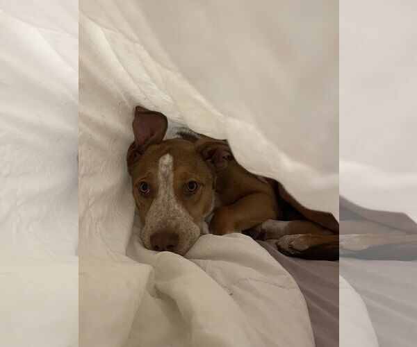 Medium Photo #11 Labrador Retriever-Red Heeler Mix Puppy For Sale in Rosenberg, TX, USA