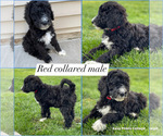 Small Photo #5 Labradoodle Puppy For Sale in LIBERTY, IL, USA