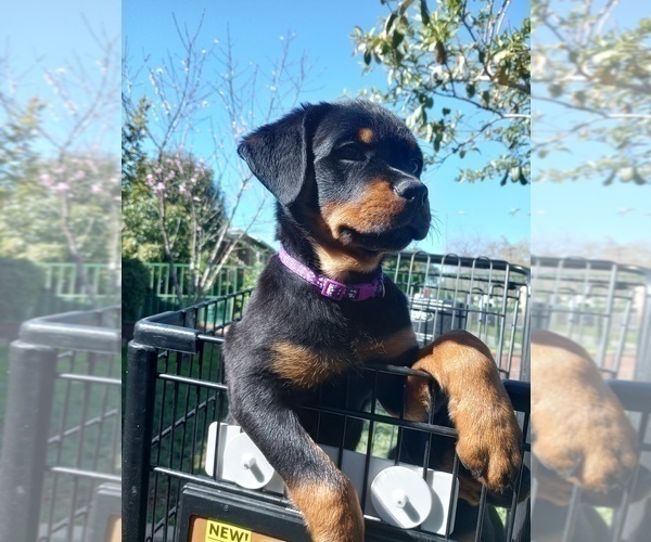 Medium Photo #3 Rottweiler Puppy For Sale in RESEDA, CA, USA