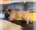 Small Photo #6 Belgian Malinois Puppy For Sale in DECATUR, AL, USA