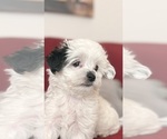 Puppy 2 Mal-Shi